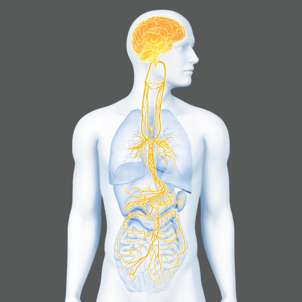 What is the Vagus Nerve