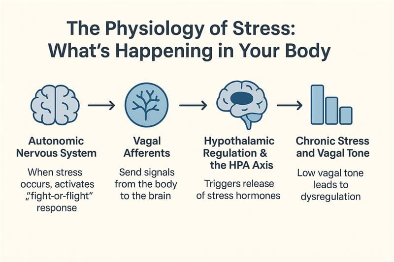 The Physiology of Stress What’s Happening in Your Body